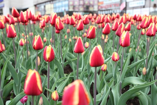 flowering tulips in the city, against the backdrop of the streets
