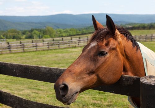 Head of an old brown horse in meadow leaning on a wooden fence with hills in background