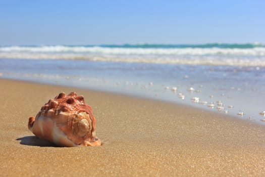 tender sea, wet golden sand and a large shell on it