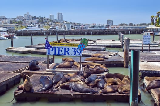 Sleeping sea lions at the port of San Francisco, Pier 39