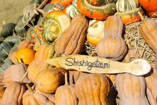 Shishigatami pumpkins collection in farm