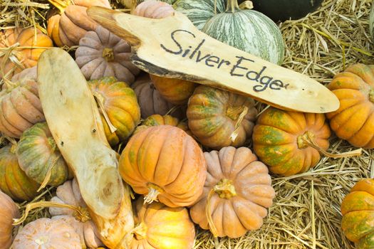 Silver Edge pumpkins collection in farm