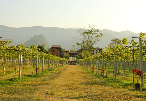 many vineyards with house in countryside, Thailand