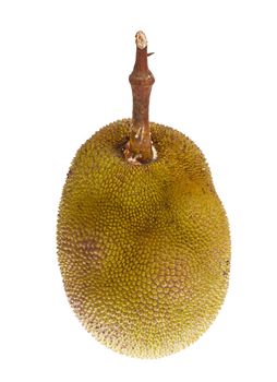 Jackfruit isolated on white background