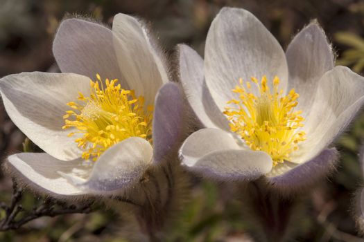 Wild spring pasqueflower or pulsatilla vernalis, a protected species in Arosa in the Swiss Alps