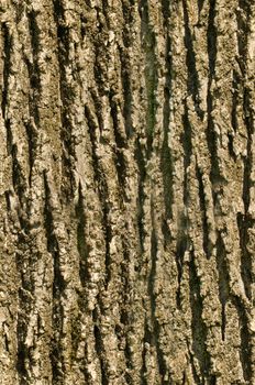 Tree bark texture background seamlessly tileable