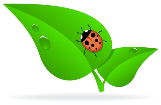 ladybug on a green leaf with dew drops