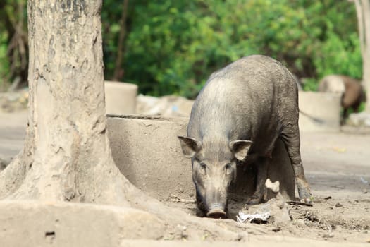 Wild boar feeding in mud