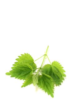 one branches of fresh  green nettles on a light background