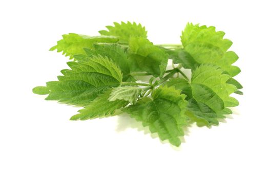 two branches of green nettles on a light background