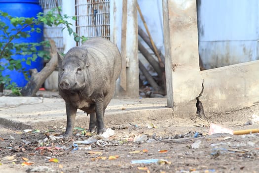 Wild boar feeding in mud