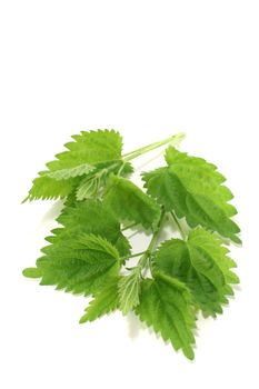 two branches of fresh nettles on a light background