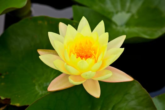 yellow water lily in pond