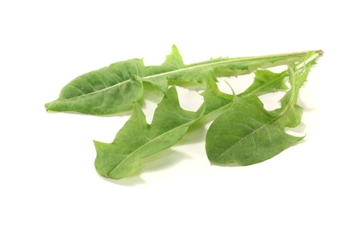 three leaves of fresh green dandelion on a bright background