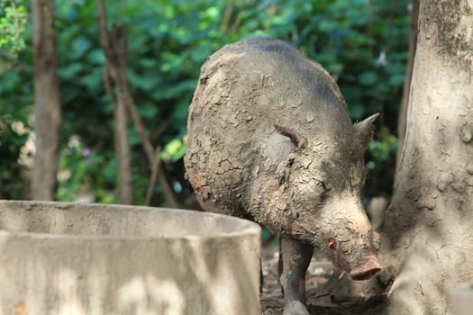 Wild boar feeding in mud