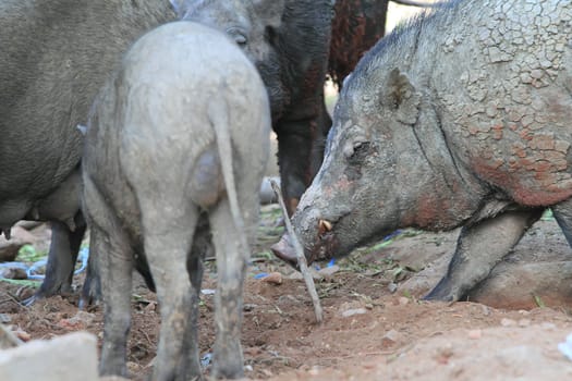 Wild boar feeding in mud