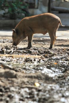 Wild boar feeding in mud