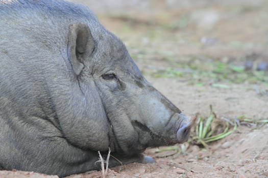 Wild boar sleeping