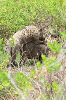 Wild boar feeding in mud