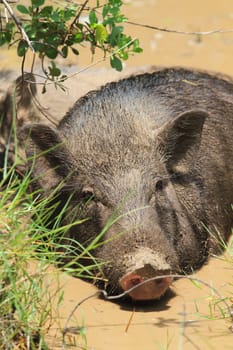 Wild boar feeding in mud