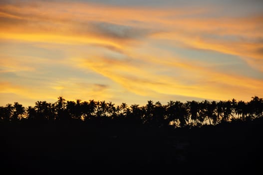 Silhouettes of Palm Trees against a dramatic sky at Sunset