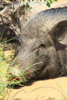 Wild boar feeding in mud