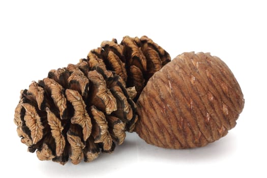 three types of pine cones over white