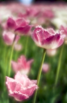 Pink tulips close-up through monocle lens