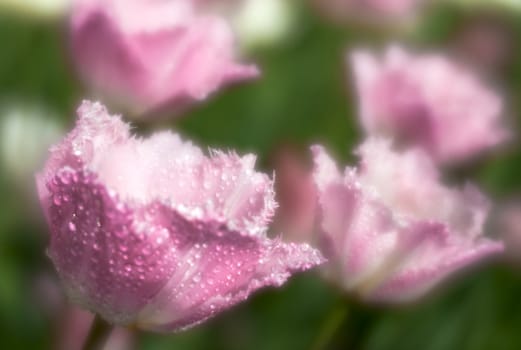 Pink tulips with rain drops close-up through monocle lens