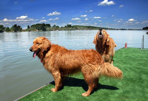 two orange golden retriever dogs on green terrace by Sava river in Belgrade