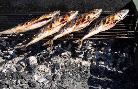 four appetizing grilled mackerel fish on barbecue