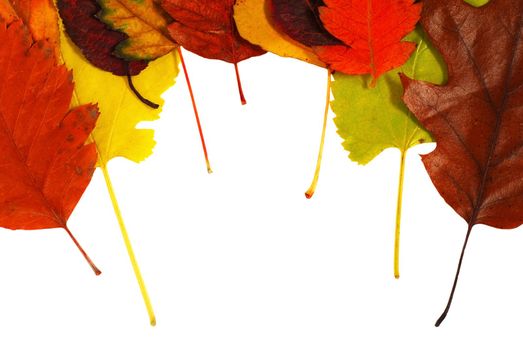 various bright colorful autumn tree leaves over white background