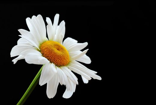 one gorgeous daisy flower over black background