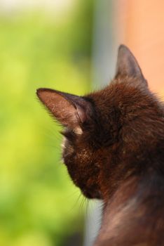 black and orange young cat portrait outdoors