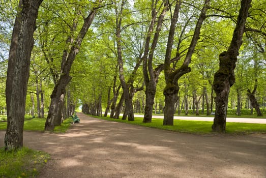 Green linden alley in the park