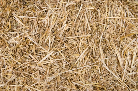 Golden straw texture background, close up 