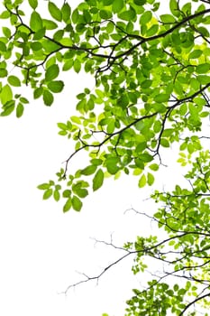 green leave isolated on white background