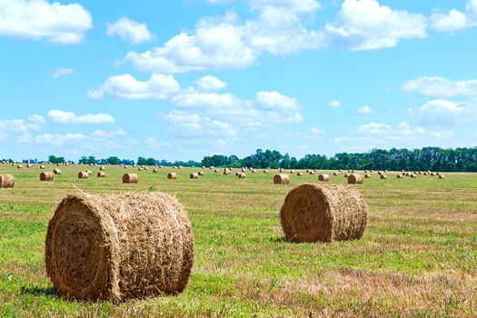 image harvested bales of straw from the field