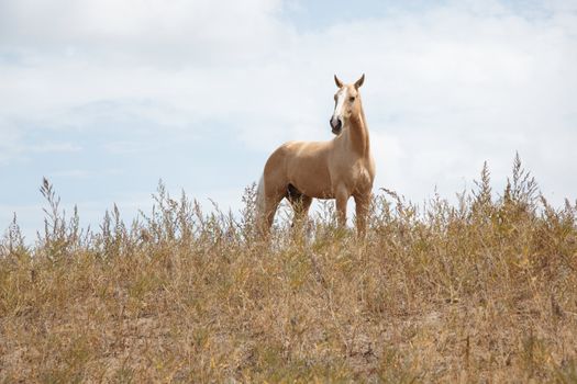 Horse outdoors standing in the field