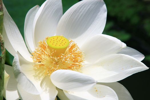 Close up of a white Lotus found in a garden.