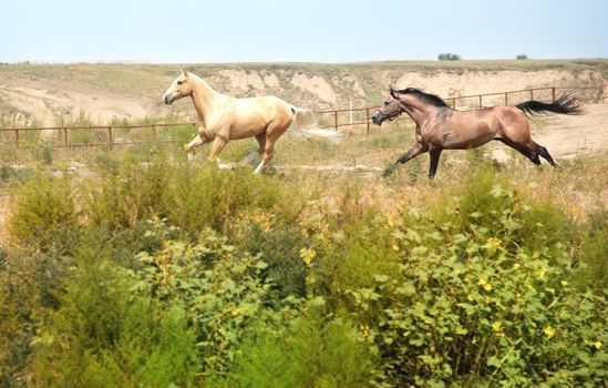 Two horses running at the fence. Kazakhstan. Natural light and colors