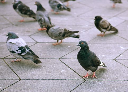 Large group of Birds with selective focus