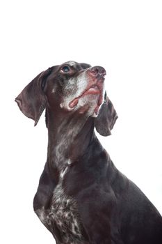 Close-up photo of the dark dog on a white background
