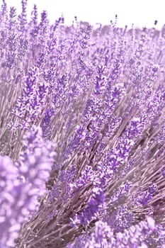 Beautiful purple lavender flowers growing on a commercial farm in Tasmania where they are harvested for the perfumery industry