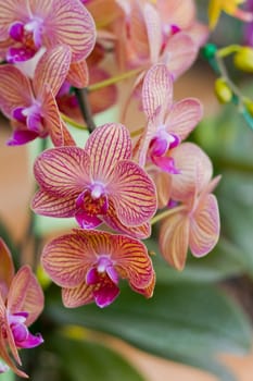 Beautiful orchid