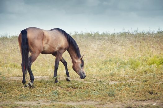 One brown horse feeding in the steppe. Horizontal photo with natural colors and light