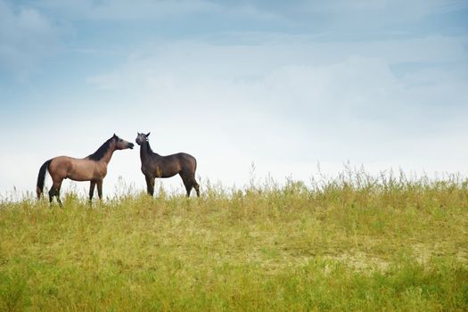 Two horses outdoors. Natural light and colors. Kazakhstan