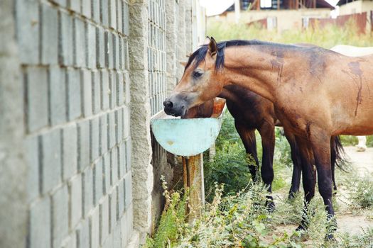 Brown horses drinking at the watering place. Natural light and colors