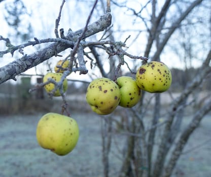 Rotting Apples on a branch