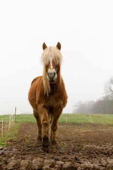 a horse grazing in a prairie